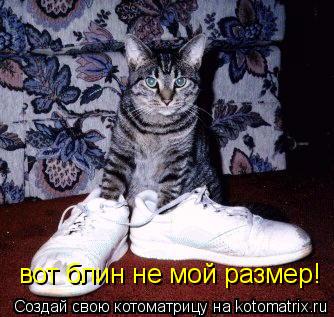Котоматрица: вот блин не мой размер!