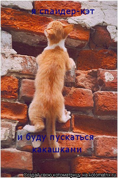 я спаидер-кэт и буду пускаться какашками... Котоматрица: я спаидер-кэт и буду пускаться какашками