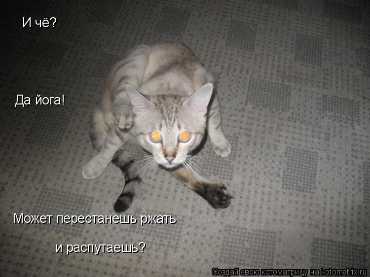 Котоматрица: И чё? Да йога! Может перестанешь ржать и распутаешь?
