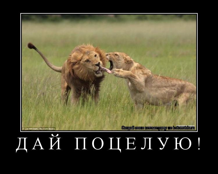 Котоматрица: ДАЙ ПОЦЕЛУЮ! 
