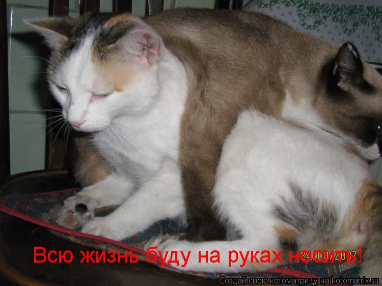 Котоматрица: Всю жизнь буду на руках носить!