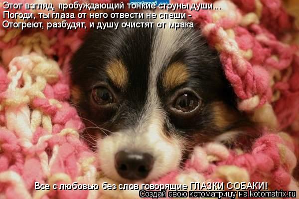 Котоматрица: Этот взгляд, пробуждающий тонкие струны души... Погоди, ты глаза от него отвести не спеши - Отогреют, разбудят, и душу очистят от мрака Все с л