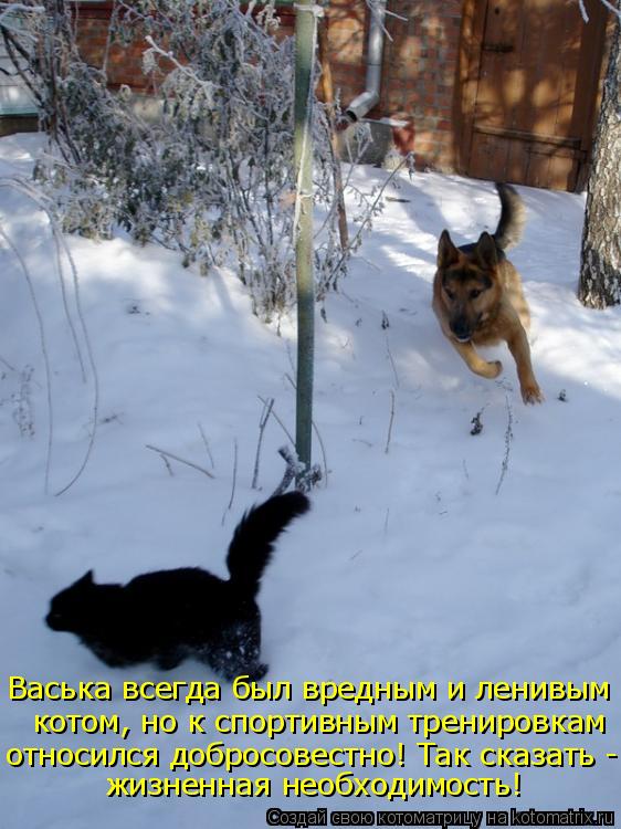 Васька всегда был вредным и ленивым котом, но к спортивным тренировкам относился добросовестно! Так с... Котоматрица: Васька всегда был вредным и ленивым котом, но к спортивным тренировкам относился добросовестно! Так сказать - жизненная необходимость!