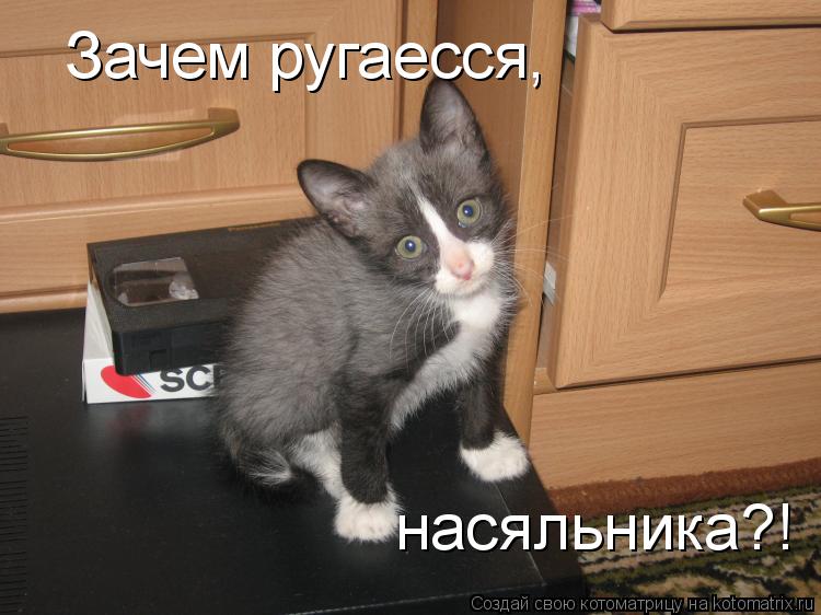 Котоматрица: Зачем ругаесся, насяльника?!