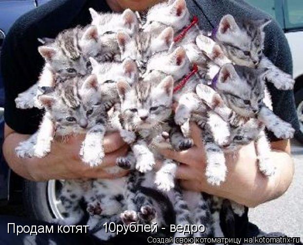 Продам котят 10рублей - ведро... Котоматрица: Продам котят 10рублей - ведро