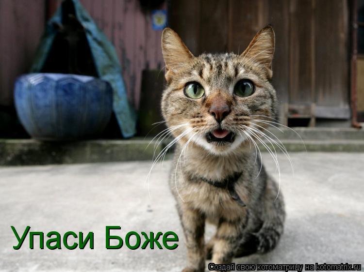 Упаси Боже... Котоматрица: Упаси Боже