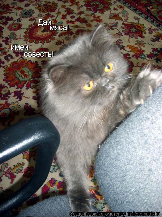 Котоматрица: Дай мяса! имей совесть! совесть!
