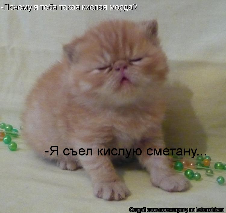 -Почему я тебя такая кислая морда? -Я съел кислую сметану...... Котоматрица: -Почему я тебя такая кислая морда? -Я съел кислую сметану...