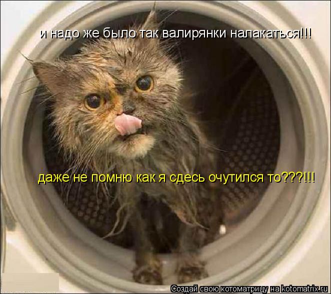 Котоматрица: и надо же было так валирянки налакаться!!! даже не помню как я сдесь очутился то???!!!