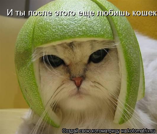 Котоматрица: И ты после этого еще любишь кошек