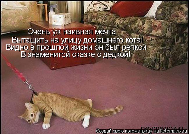 Вытащить на улицу домашнего кота! Видно,в прошлой жизни он был репкой В знаменитой сказке с дедкой! О... Котоматрица: Вытащить на улицу домашнего кота! Видно,в прошлой жизни он был репкой В знаменитой сказке с дедкой! Очень уж наивная мечта