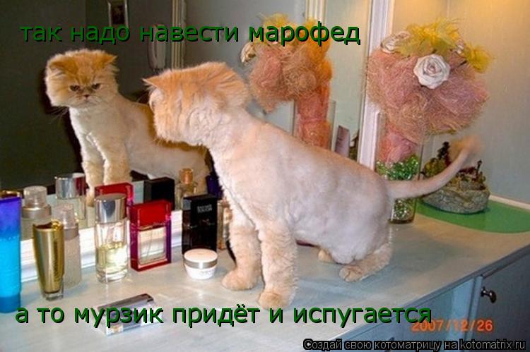Котоматрица: так надо навести марофед  а то мурзик придёт и испугается