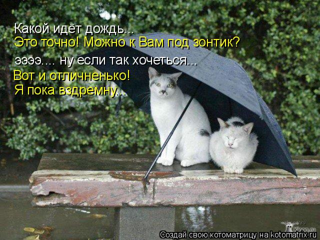 Котоматрица: Какой идёт дождь... ээээ.... ну если так хочеться... Это точно! Можно к Вам под зонтик? Вот и отличненько! Я пока вздремну...