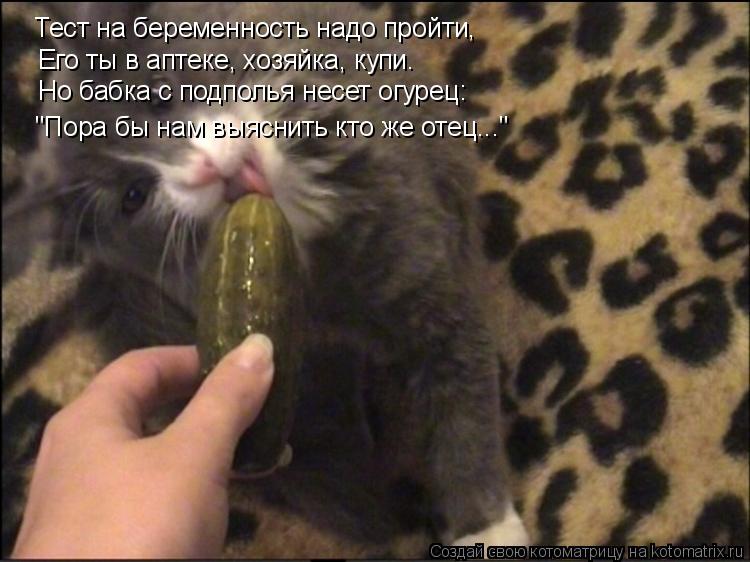 Котоматрица: Тест на беременность надо пройти, Его ты в аптеке, хозяйка, купи. Но бабка с подполья несет огурец: "Пора бы нам выяснить кто же отец..."