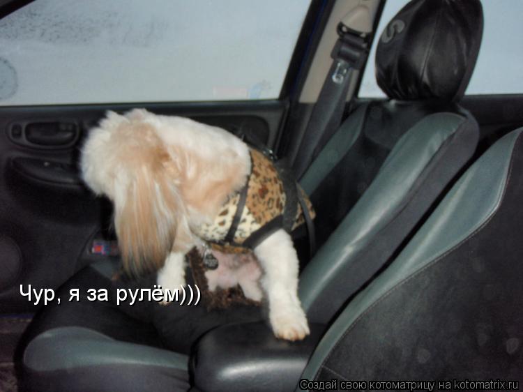 Котоматрица: Чур, я за рулём)))