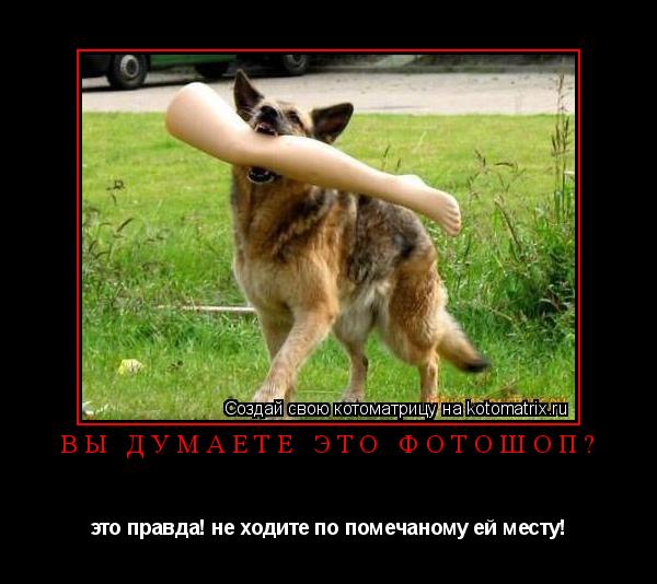 Котоматрица: вы думаете это фотошоп? это правда! не ходите по помечаному ей месту!