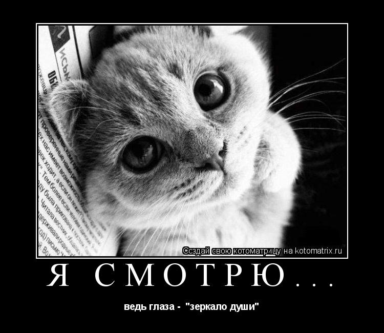 я смотрю... ведь глаза - "зеркало души"... Котоматрица: я смотрю... ведь глаза - "зеркало души"