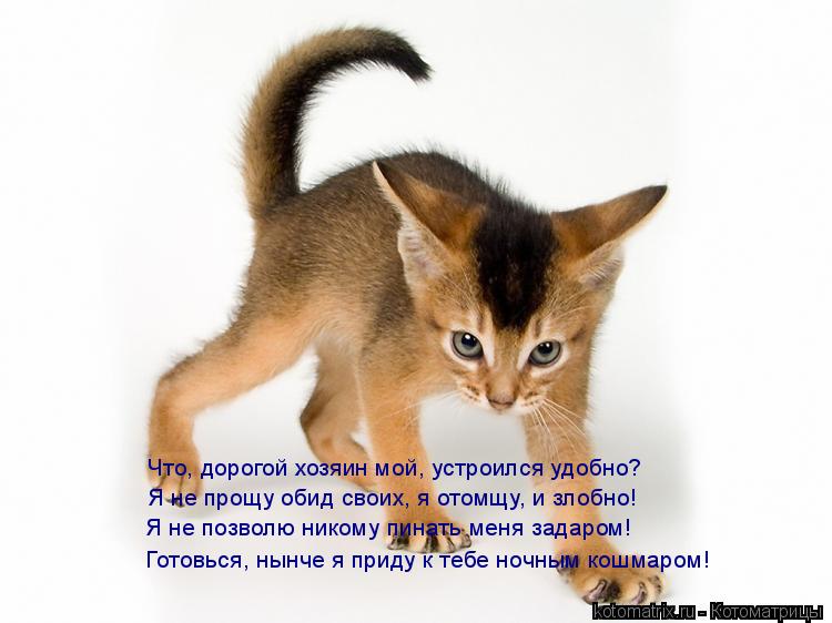 Котоматрица: Что, дорогой хозяин мой, устроился удобно? Я не прощу обид своих, я отомщу, и злобно! Я не позволю никому пинать меня задаром! Готовься, нынче 