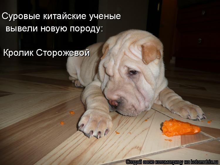 Котоматрица: Суровые китайские ученые вывели новую породу: Кролик Сторожевой