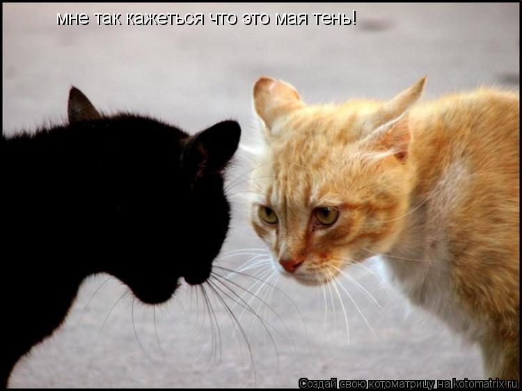 Котоматрица: мне так кажеться что это мая тень!