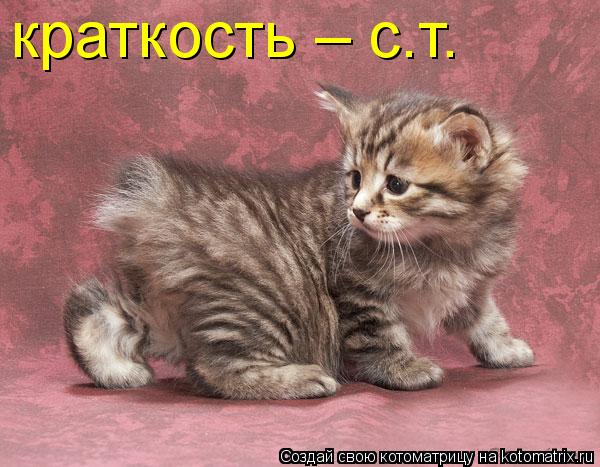 Котоматрица: краткость &ndash; с.т.