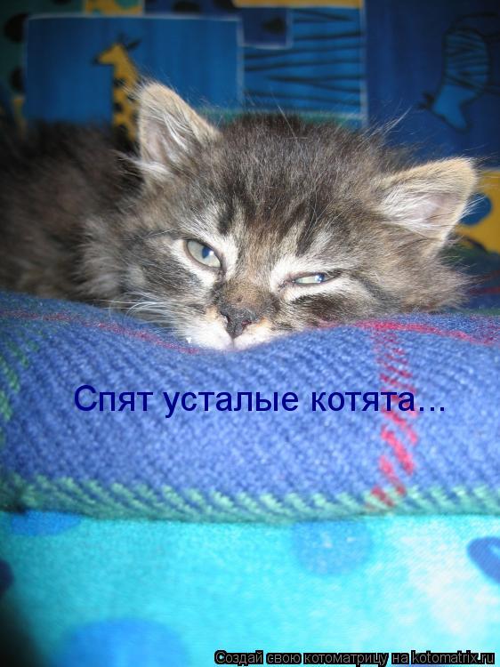 Котоматрица: Спят усталые котята...