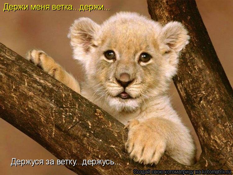 Держи меня ветка...держи... Держуся за ветку...держусь...... Котоматрица: Держи меня ветка...держи... Держуся за ветку...держусь...