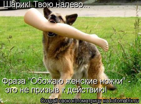 Шарик! Твою налево... Фраза "Обожаю женские ножки" - это не призыв к действию!... Котоматрица: Шарик! Твою налево... Фраза "Обожаю женские ножки" - это не призыв к действию!