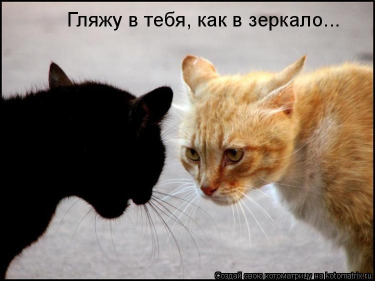 Гляжу в тебя, как в зеркало...... Котоматрица: Гляжу в тебя, как в зеркало...