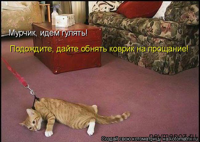 Котоматрица: Мурчик, идем гулять! Подождите, дайте обнять коврик на прощание!