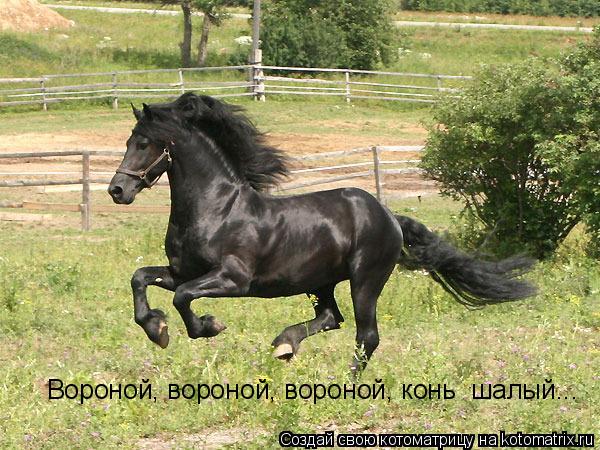 Вороной, вороной, вороной, конь шалый...... Котоматрица: Вороной, вороной, вороной, конь шалый...