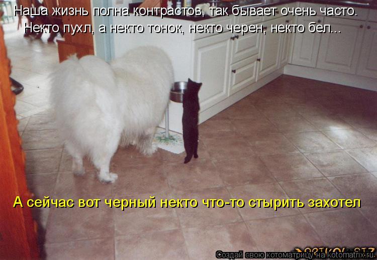 Котоматрица: Наша жизнь полна контрастов, так бывает очень часто. Некто пухл, а некто тонок, некто черен, некто бел... А сейчас вот черный некто что-то стыр
