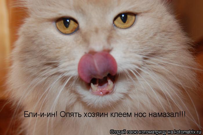 Котоматрица: Бли-и-ин! Опять хозяин клеем нос намазал!!!