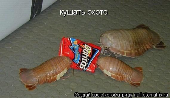 кушать охото... Котоматрица: кушать охото