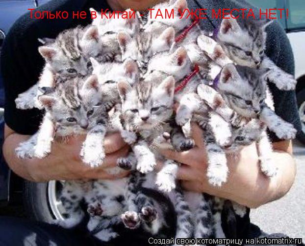 Котоматрица: Только не в Китай - ТАМ УЖЕ МЕСТА НЕТ!