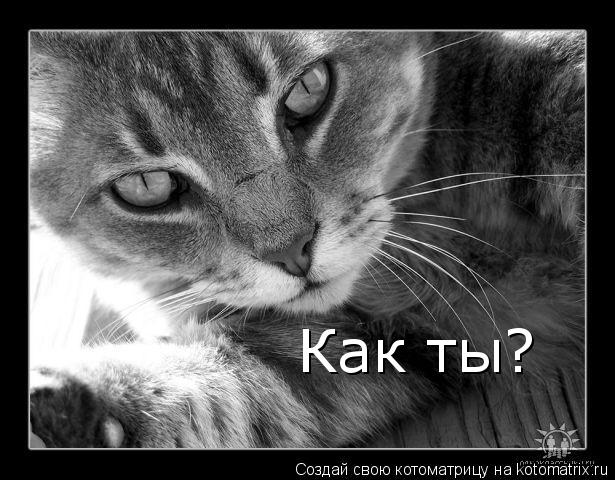 Котоматрица: Как ты?