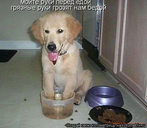 Котоматрица: мойте руки перед едой грязные руки грозят нам бедой