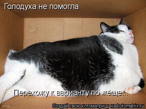 Голодуха не помогла Перехожу к варианту по жёще...... Котоматрица: Голодуха не помогла Перехожу к варианту по жёще...