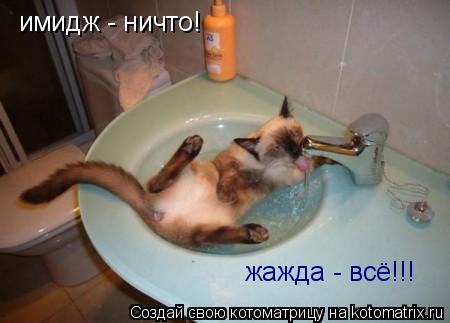 Котоматрица: имидж - ничто! жажда - всё!!!