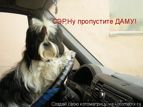 Котоматрица: СЭР,Ну пропустите ДАМУ!
