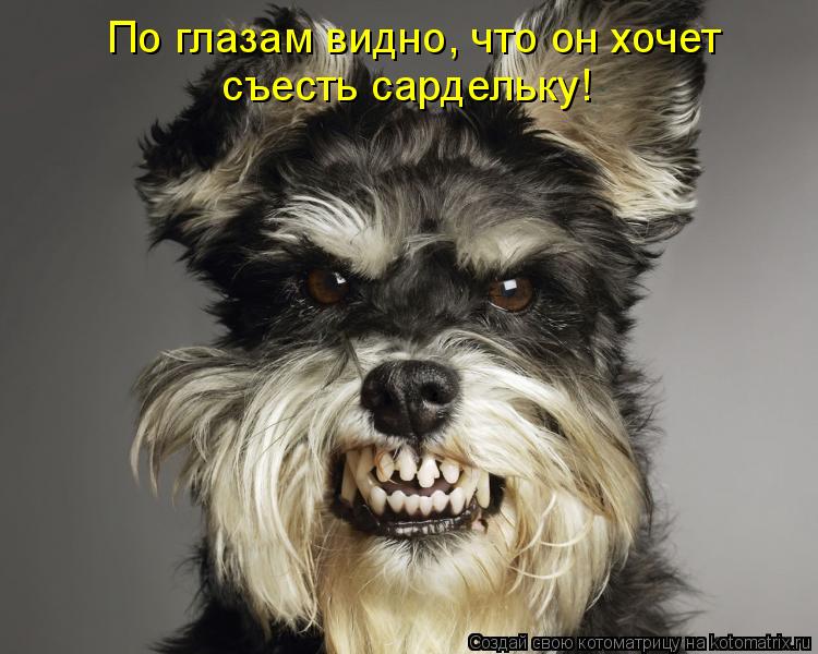 Котоматрица: По глазам видно, что он хочет  съесть сардельку!