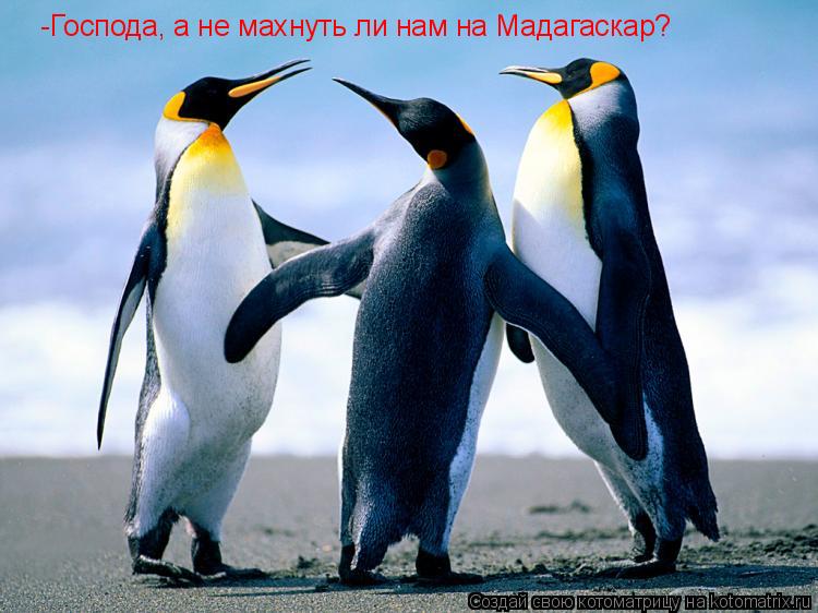 Котоматрица: -Господа, а не махнуть ли нам на Мадагаскар?