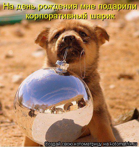 Котоматрица: На день рождения мне подарили  корпоративный шарик