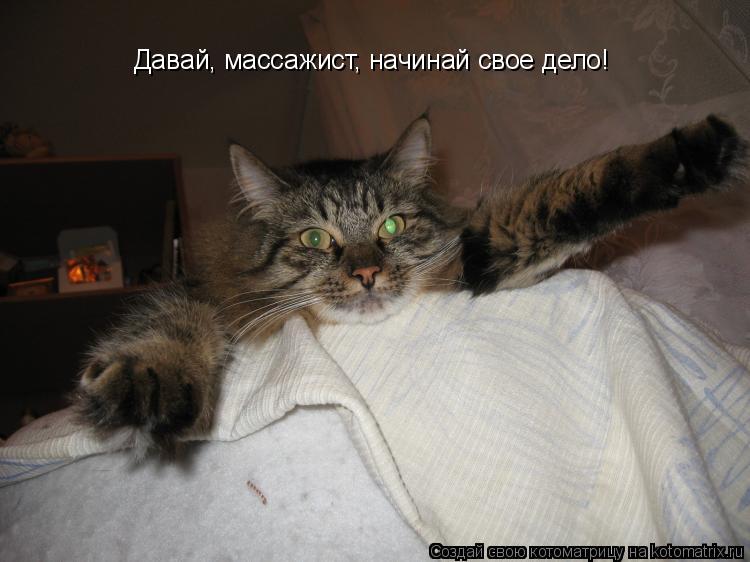 Котоматрица: Давай, массажист, начинай свое дело!