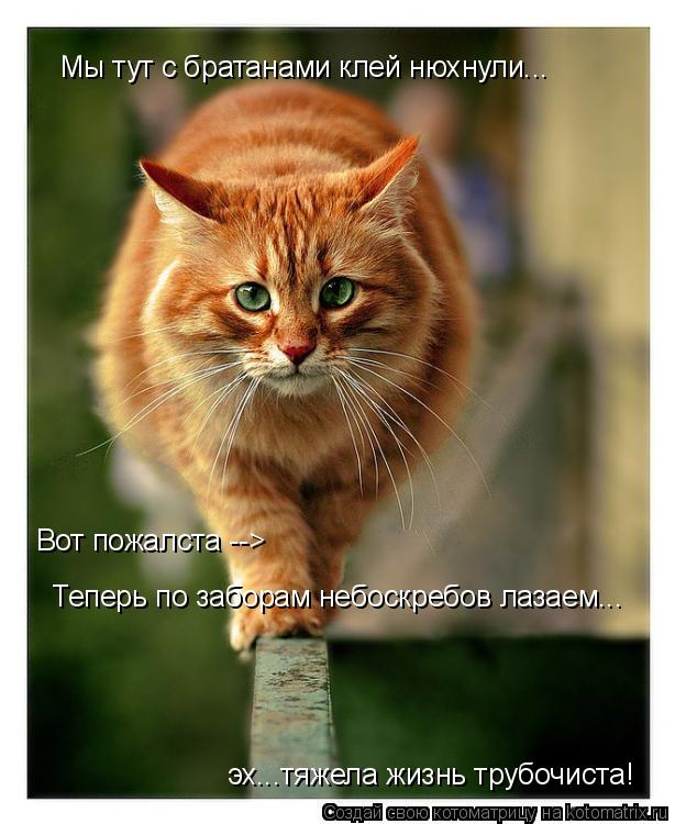 Котоматрица: Мы тут с братанами клей нюхнули... Вот пожалста -->  Теперь по заборам небоскребов лазаем... эх...тяжела жизнь трубочиста!