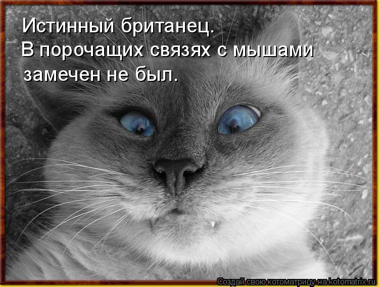 Котоматрица: Истинный британец. В порочащих связях с мышами  замечен не был.