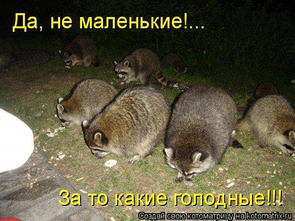 Да, не маленькие!... За то какие голодные!!!... Котоматрица: Да, не маленькие!... За то какие голодные!!!