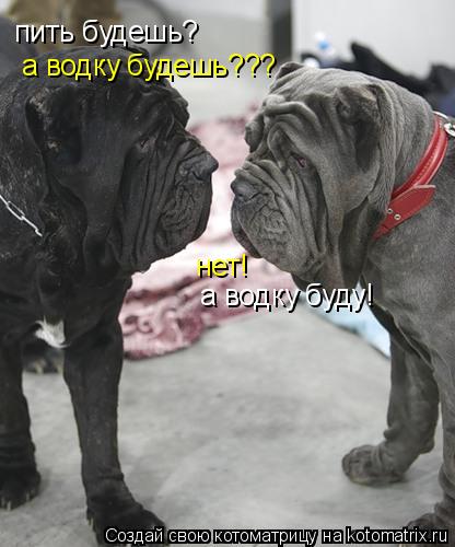 Котоматрица: пить будешь? нет! а водку будешь??? а водку буду!