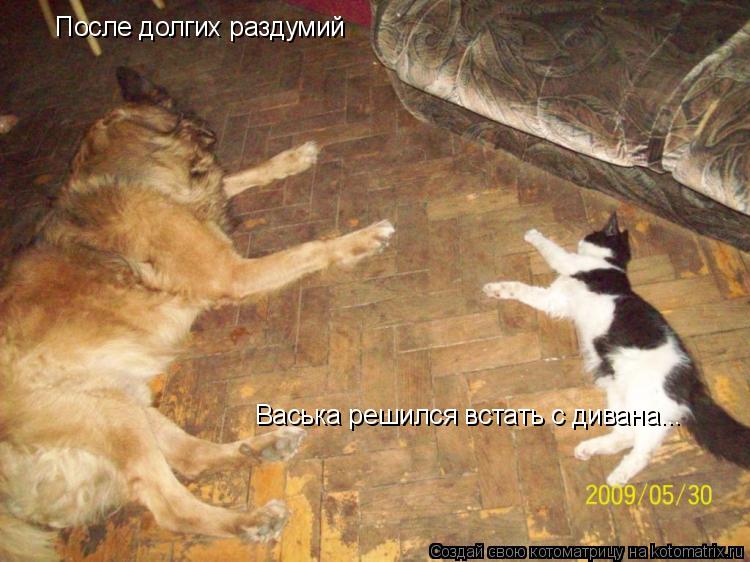 После долгих раздумий Васька решился встать с дивана...... Котоматрица: После долгих раздумий Васька решился встать с дивана...