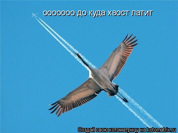 ооооооо до куда хвост латит... Котоматрица: ооооооо до куда хвост латит